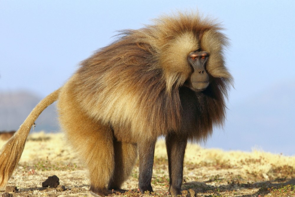 Wildlife & Adventure