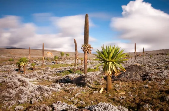 Awash & Bale Mountains