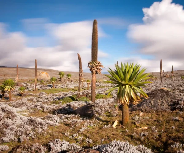 Awash & Bale Mountains